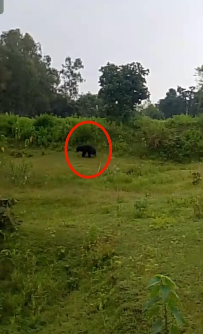 रिहायशी इलाके में घुसा भालू, ग्रामीणों ने शोर मचाकर भगाया