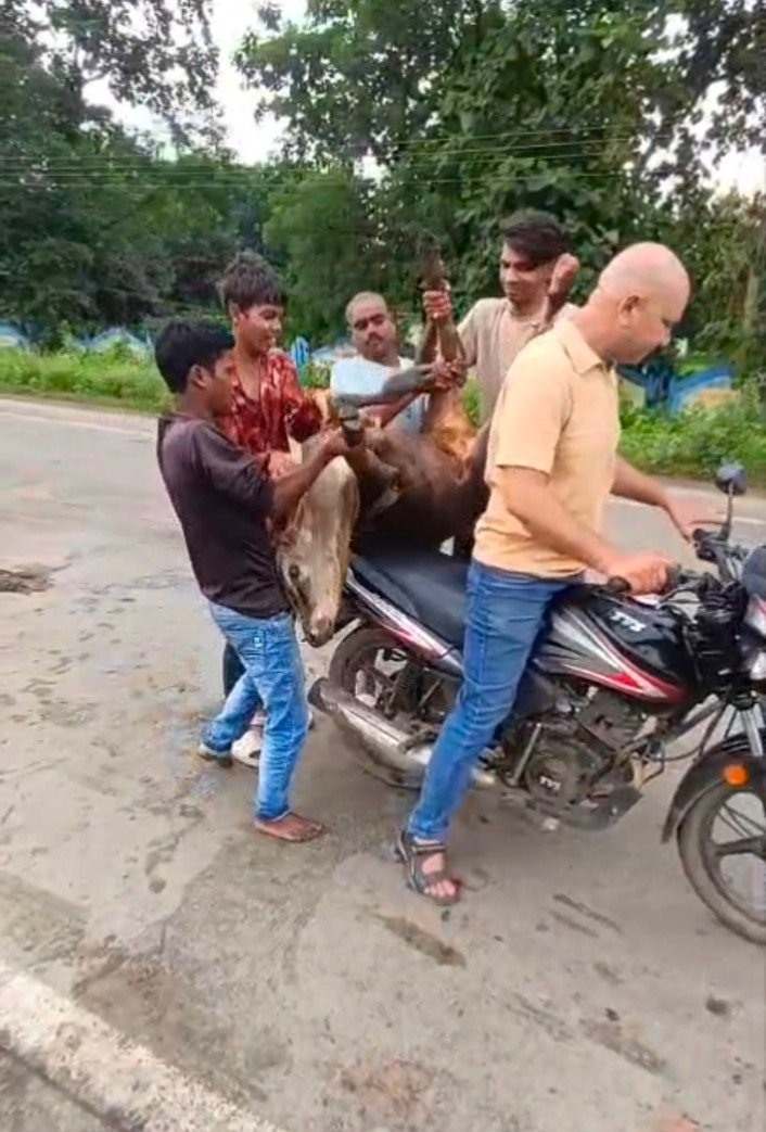 भयानक सड़क हादसा,अज्ञात वाहन ने मवेशियों को कुचला, दो की मौत