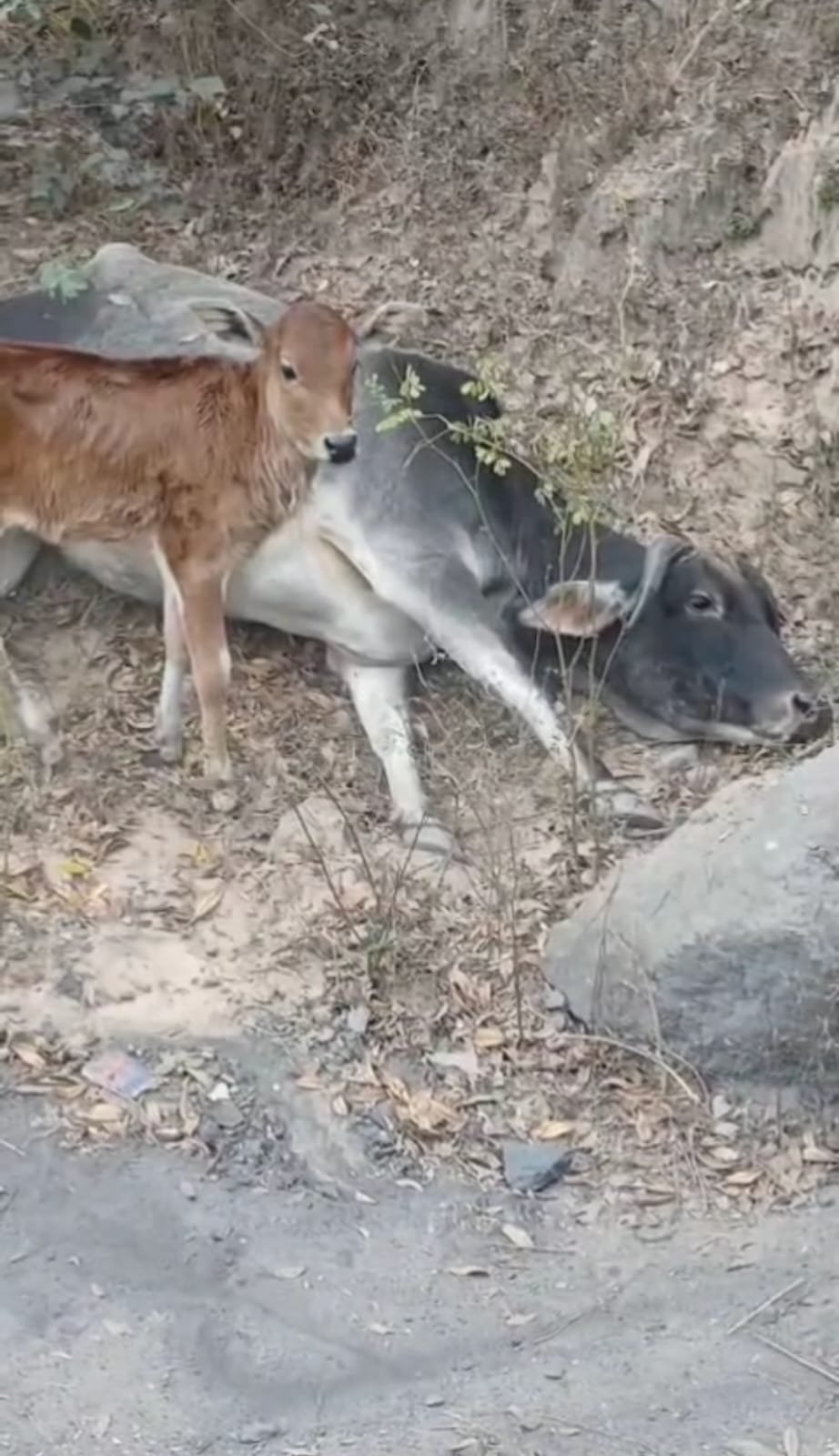 दूषित पानी से गोवंशों की मौत, बछड़े के सामने दम तोड़ती गाय का वीडियो वायरल