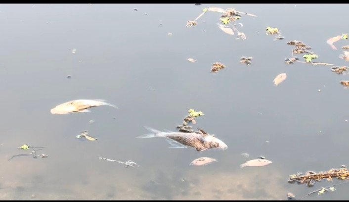 तालाब में ज़हर या कचरे का असर? शहर के बीच हजारों मछलियों की मौत से हड़कंप