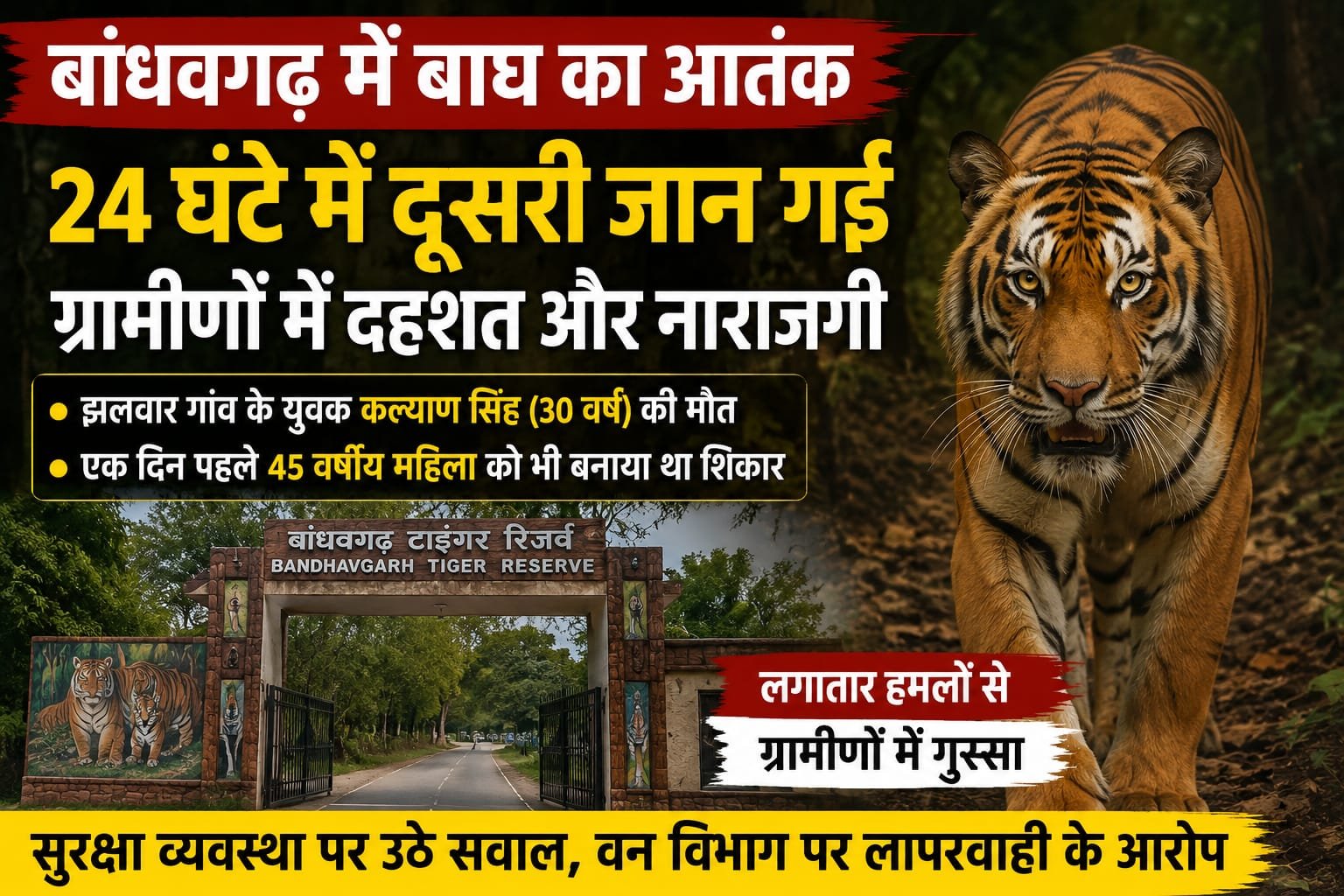 बांधवगढ़ में बाघ का आतंक: 24 घंटे में दूसरी जान गई, ग्रामीणों में दहशत और नाराजगी