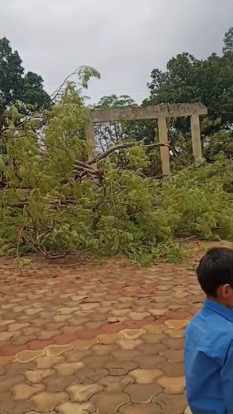 बाउंड्री के अंदर गिरा विशालकाय पेड़, बड़ा हादसा टला मध्यान भोजन के दौरान स्कूल में मची अफरा-तफरी, बाल-बाल बचे मासूम बच्चे